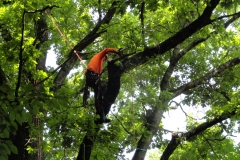 15.06.12 Baumkletterer (2)