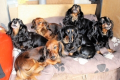 2Teckel vom Moorteich